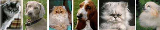 pet sitter oklahoma, pet sitter oklahoma city